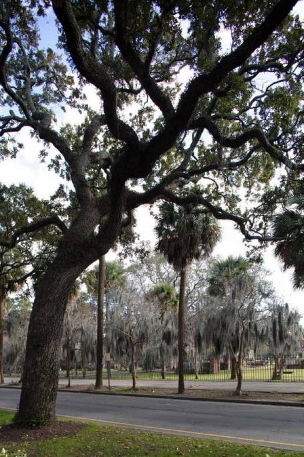 Newly Renovated 4 Bed 3 Bath And 2 Parking Spots Savannah Exterior foto